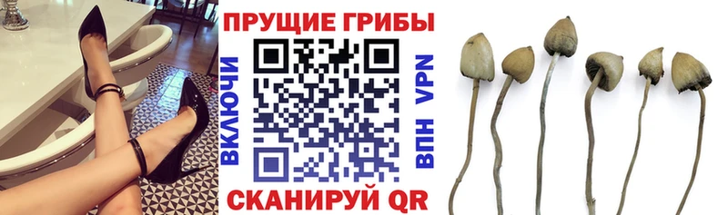 Псилоцибиновые грибы прущие грибы  Минеральные Воды 